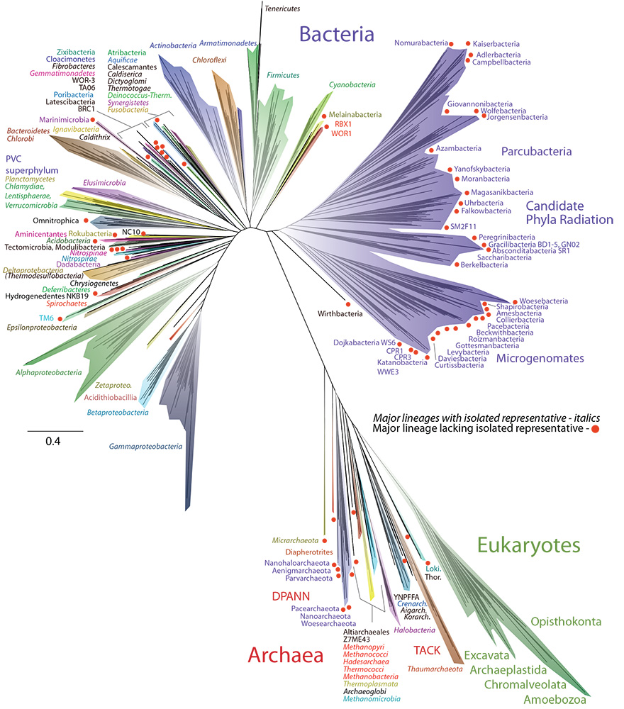 Microbial Comparative Genomics and Pangenomics: New Tools, Approaches And  Insights Into Gene and Genome Evolution